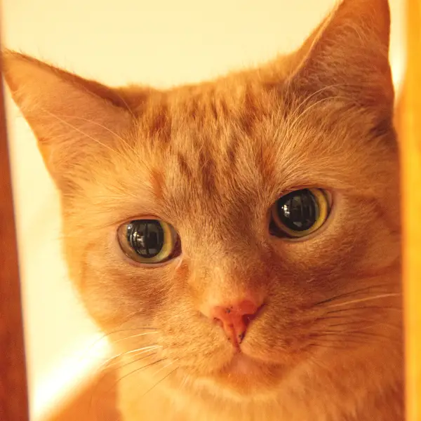 Fred the ginger tabby from CancerCare