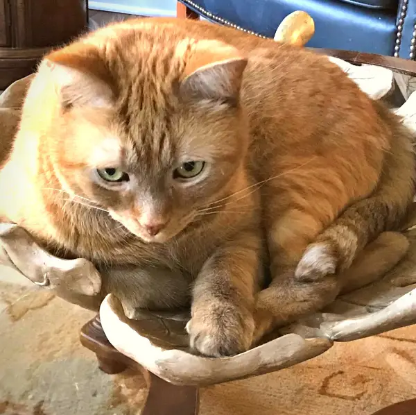 Fred from CancerCare ginger tabby sitting in a bowl