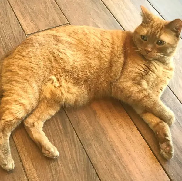 Fred from CancerCare ginger tabby chillaxing on wood floor