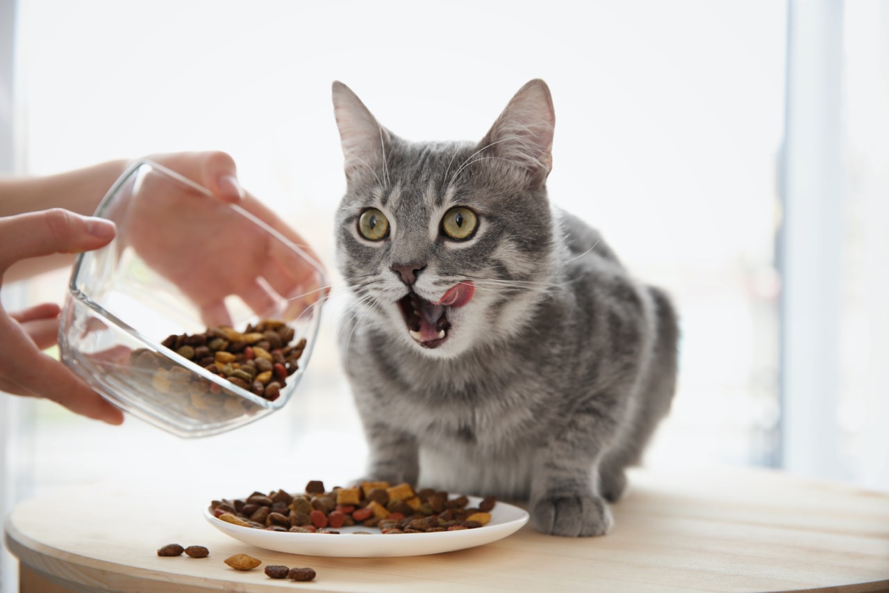 Owner feeding cute cat at home