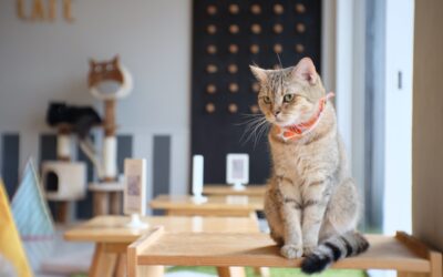 Stray Cats Saved a Restaurant During the Pandemic By Lounging On Miniature Models in the Window