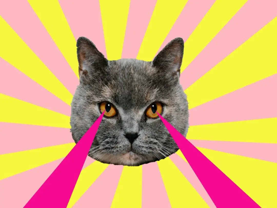 Animal art collage. Cat with lasers from eyes