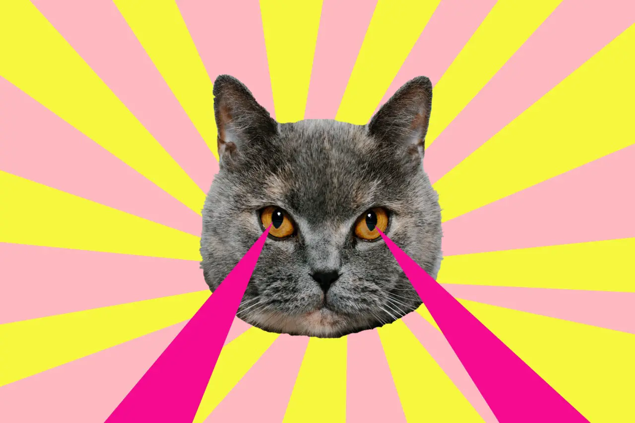 Animal art collage. Cat with lasers from eyes