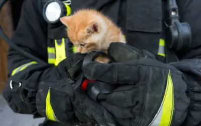 Illinois firefighter adopts kitten after rescuing it from sewer line
