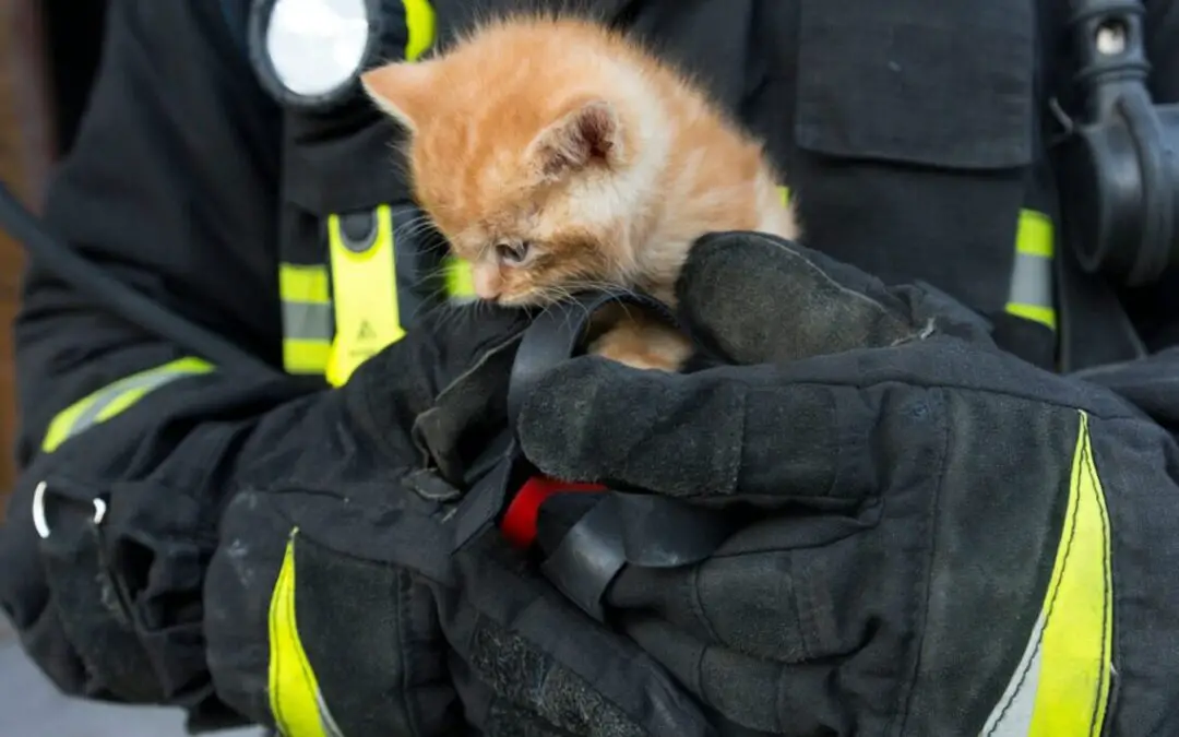 Illinois firefighter adopts kitten after rescuing it from sewer line