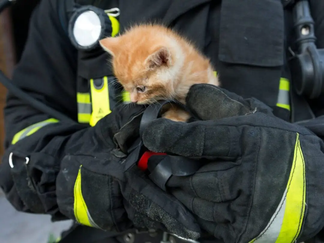 kitten in the hands of a firefighter