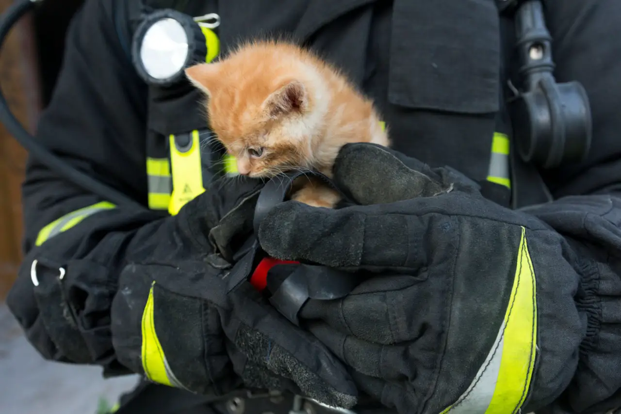 kitten in the hands of a firefighter
