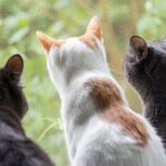 Cats to be freed from special lockdown in German town