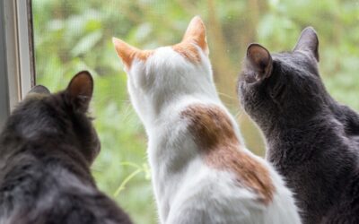 Cats to be freed from special lockdown in German town