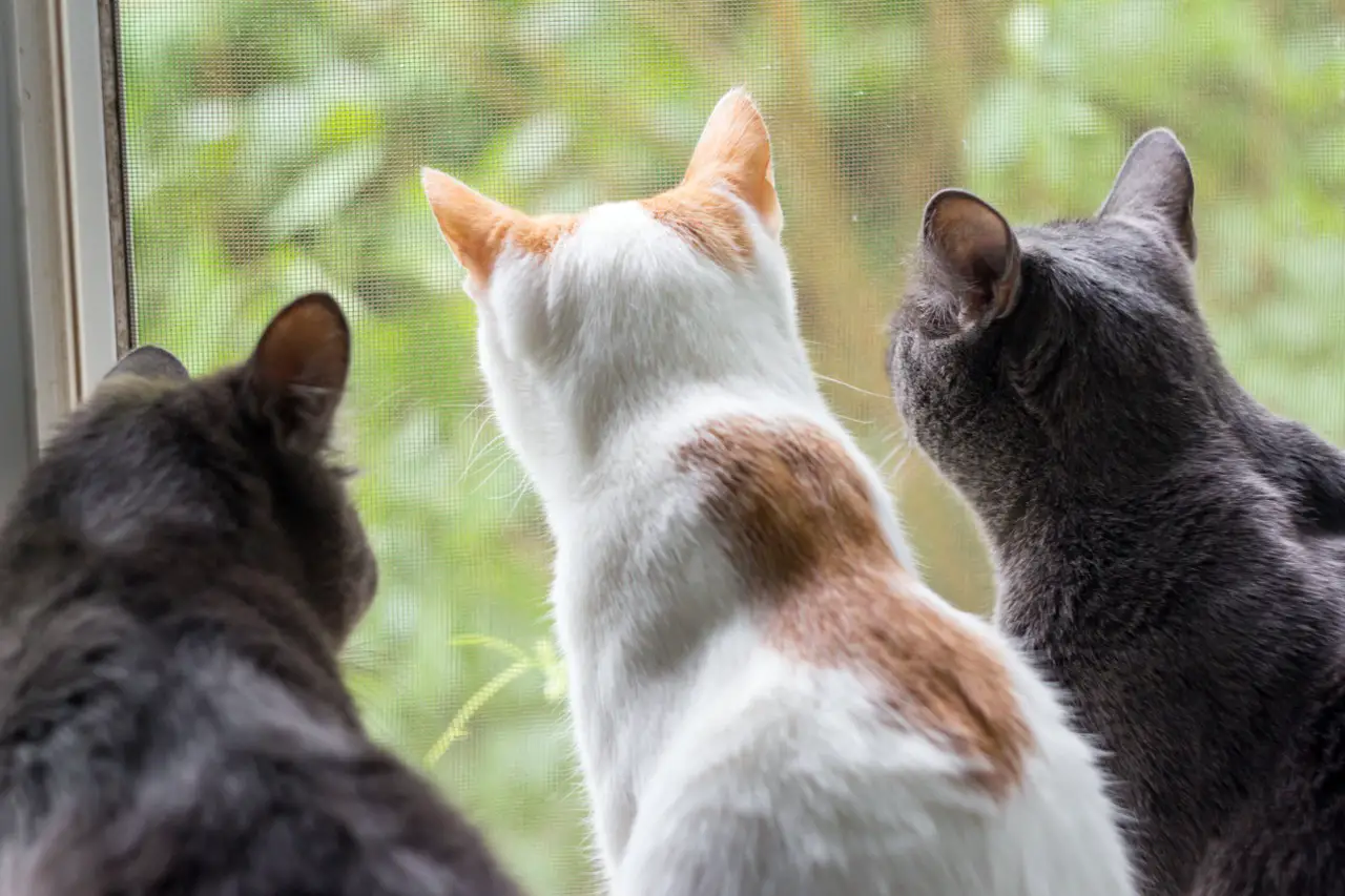 three cats looking out a window