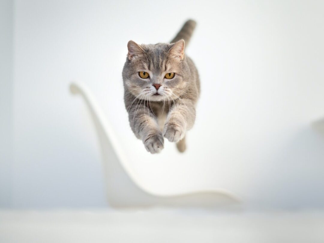 tabby cat leaping through the air
