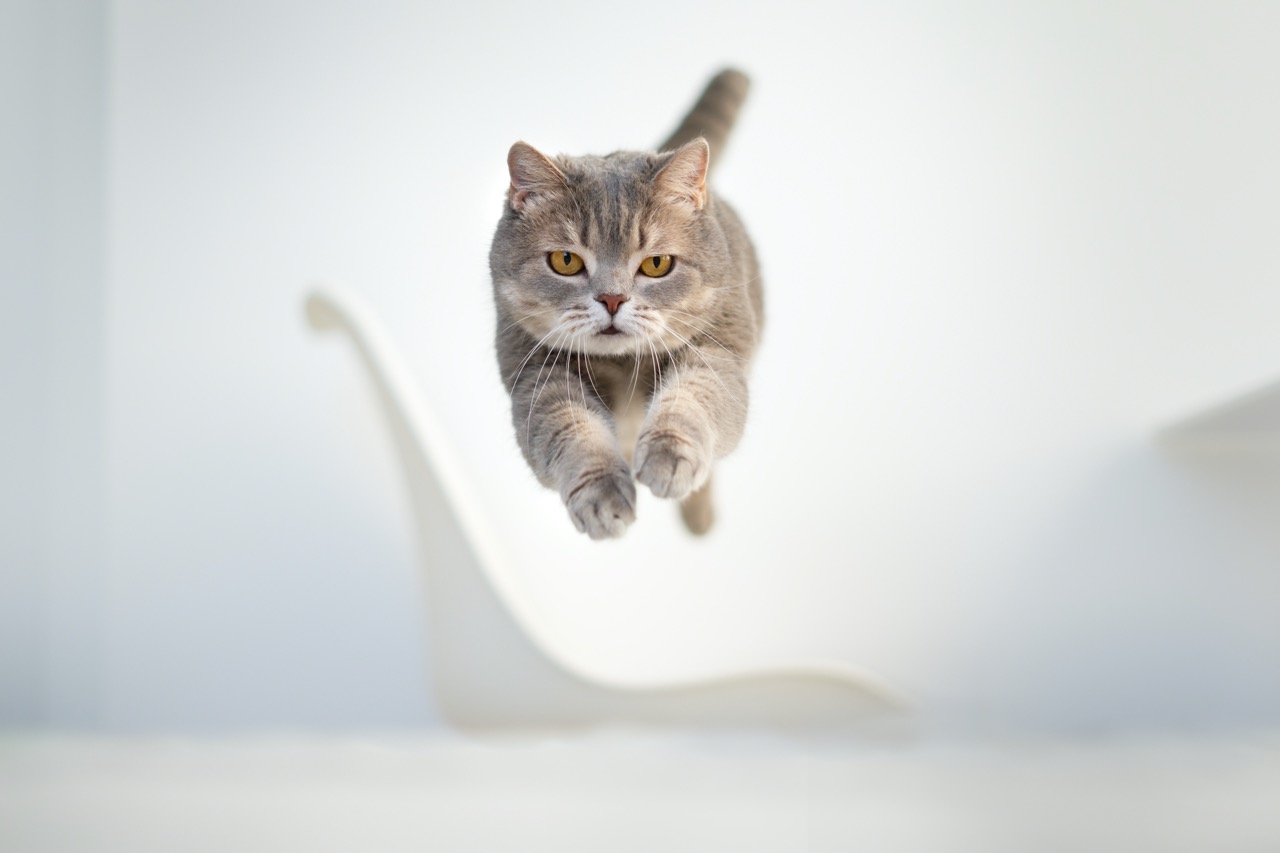 tabby cat leaping through the air