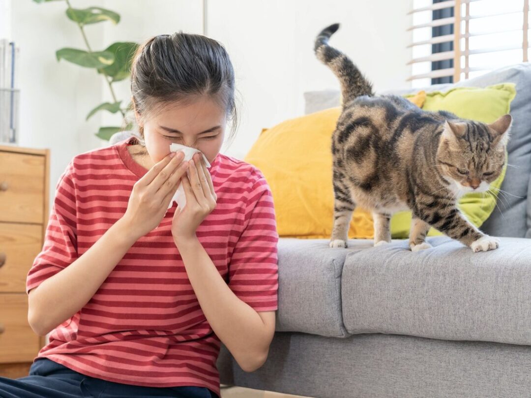 Asian woman allergic to cats