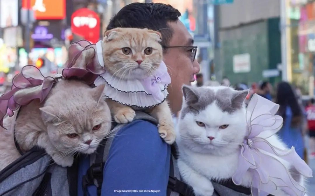NY Attorney and His Traveling Cats