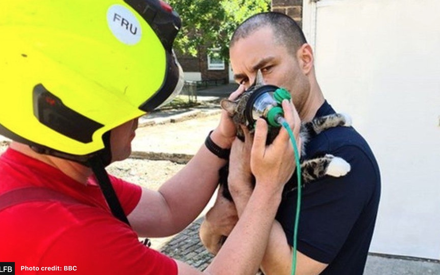 London firefighters fit a mini oxygen mask designed specifically for animals