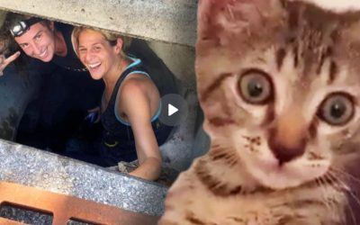 Florida Woman Crawls Through Storm Drain To Rescue Kitten