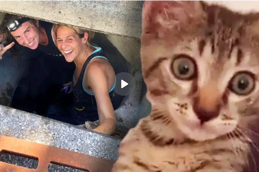 florida woman storm drain rescue kitten