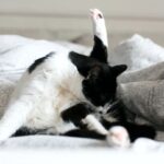 Why does my cat groom itself excessively?