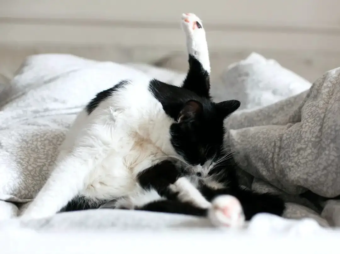 Cute black and white cat over grooming itself