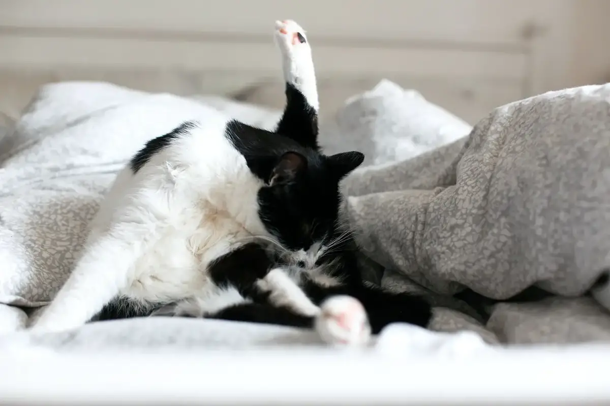 Cute black and white cat over grooming itself