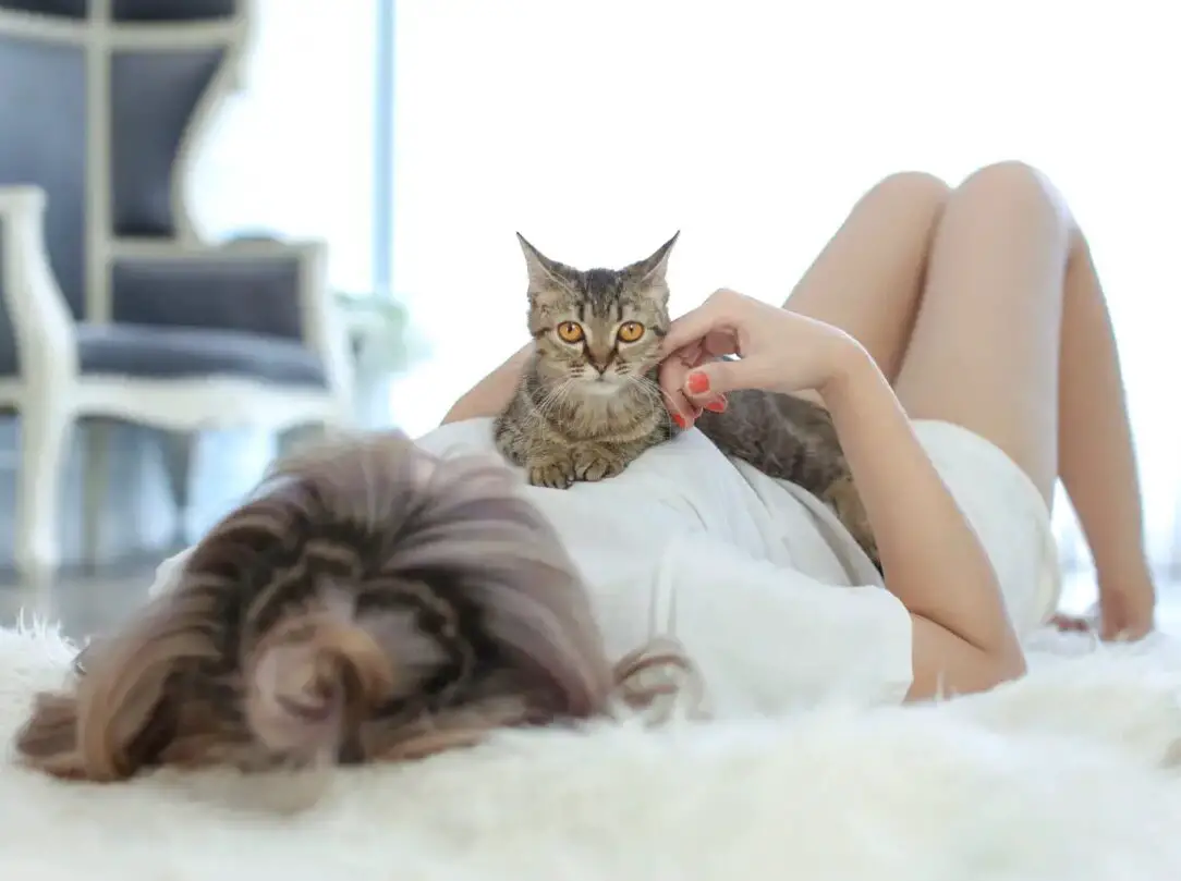 Cat laying on woman's stomach in bed