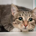 7 Things NOT To Do To Your Cat