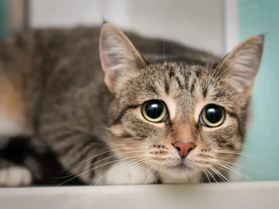 Things you should not do to your cat, tabby cat looks fearful and afraid