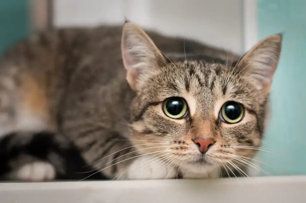 Things you should not do to your cat, tabby cat looks fearful and afraid