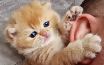 Tiny, Ear-Nibbling Kitten Named Pinky Takes Breaks The Internet With Her Cuteness