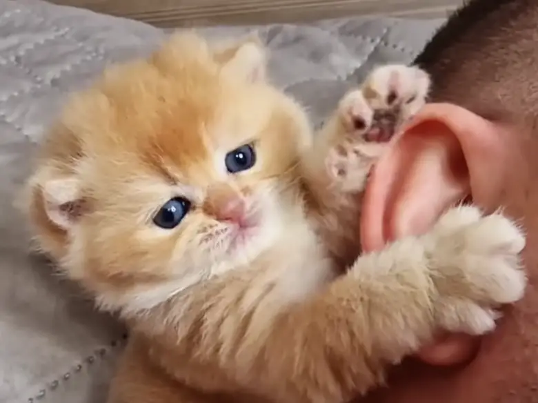 Pinky kitten from ukraine nibbling her dad's ear