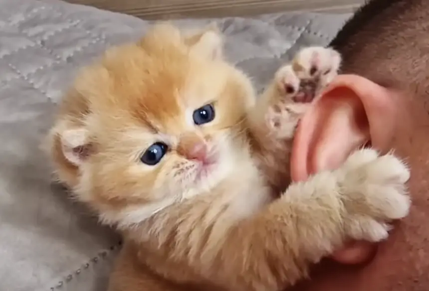 Pinky kitten from ukraine nibbling her dad's ear