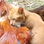 An Unlikely Friendship Between A Cat And A Chicken