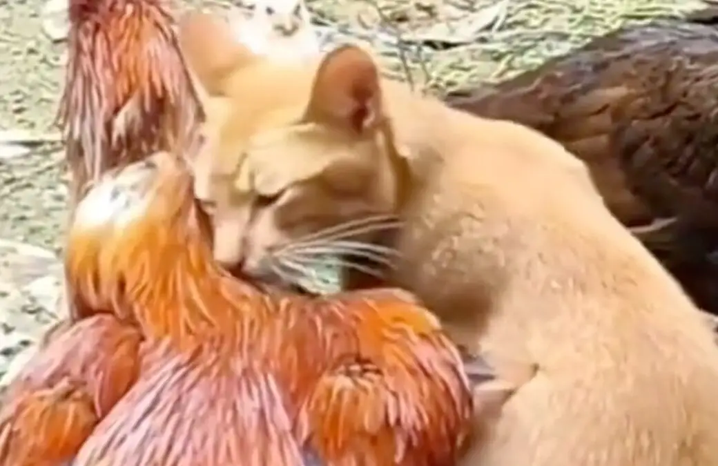 An Unlikely Friendship Between A Cat And A Chicken