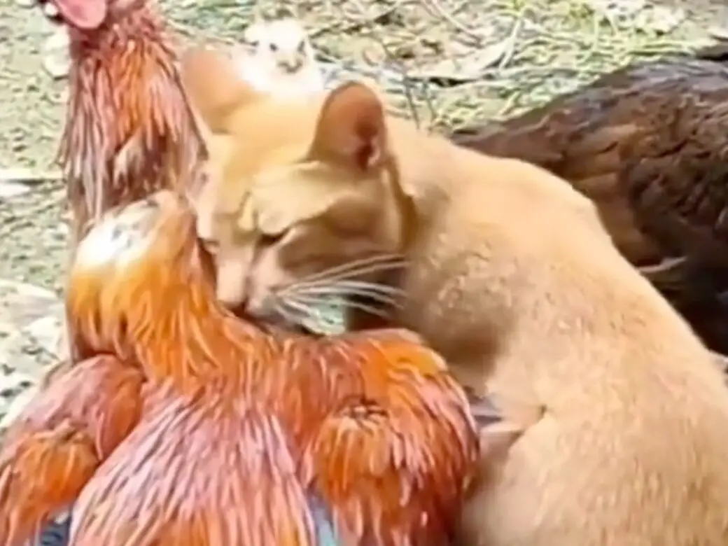 cat befriends a rooster in unlikely friendship
