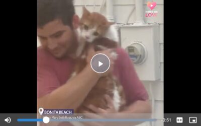 Man Saves Terrified Cat From Rising Waters Of Hurricane Ian