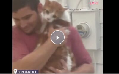 Man Saves Terrified Cat From Rising Waters Of Hurricane Ian