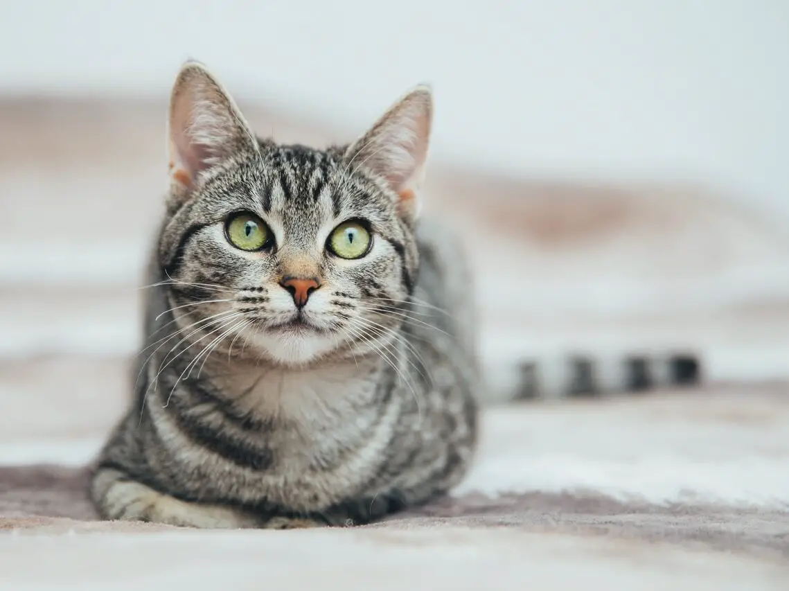 Beautiful tabby cat with green eyes