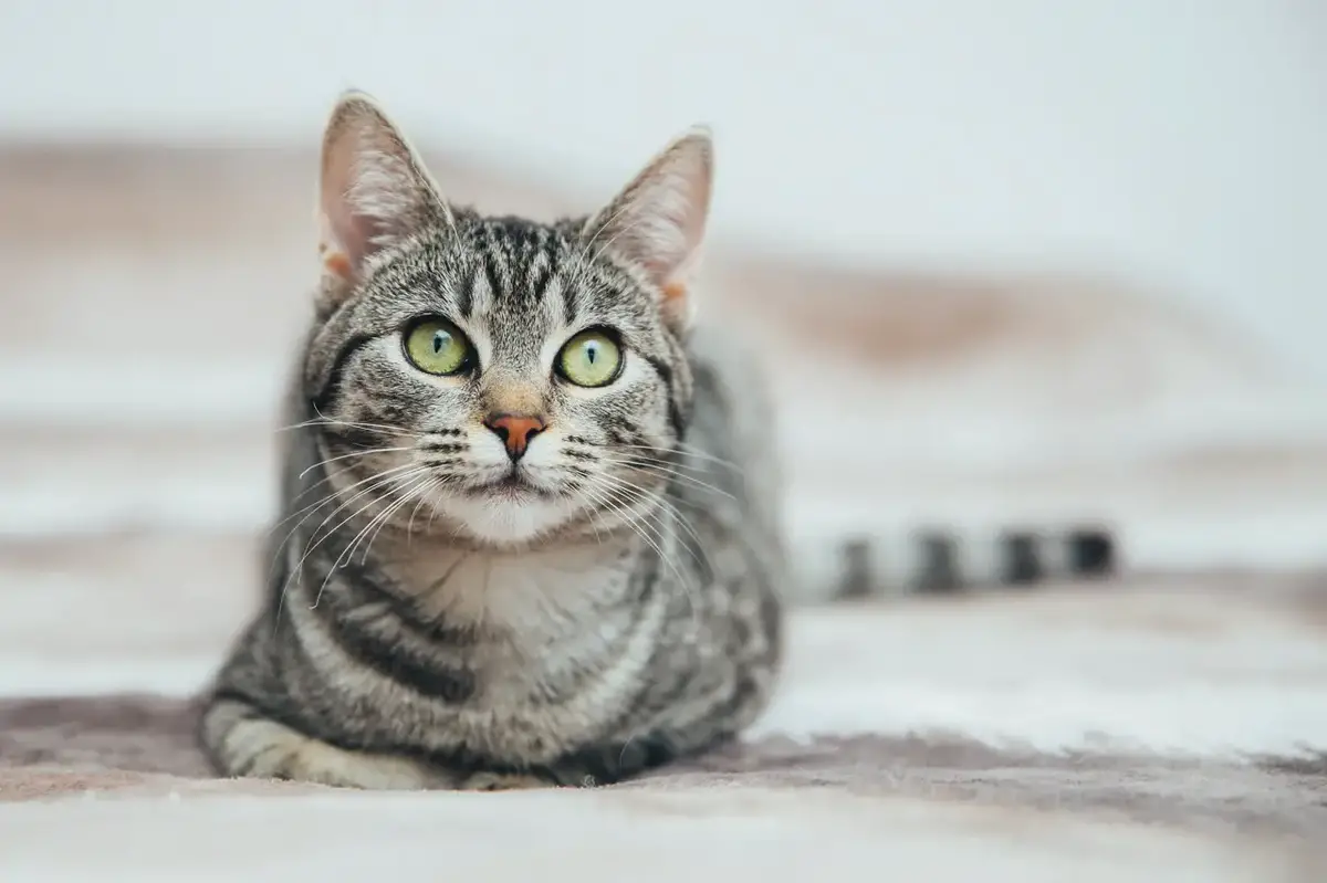 Beautiful tabby cat with green eyes