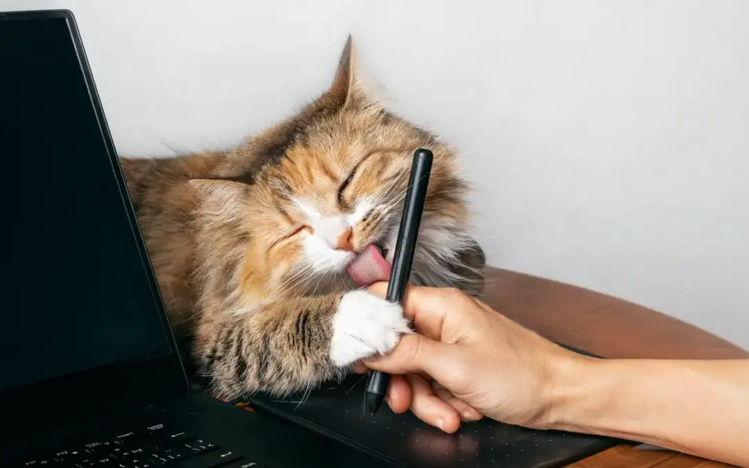 Why Do Cats Lick You And Then Bite You?