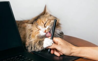 Why Do Cats Lick You And Then Bite You?