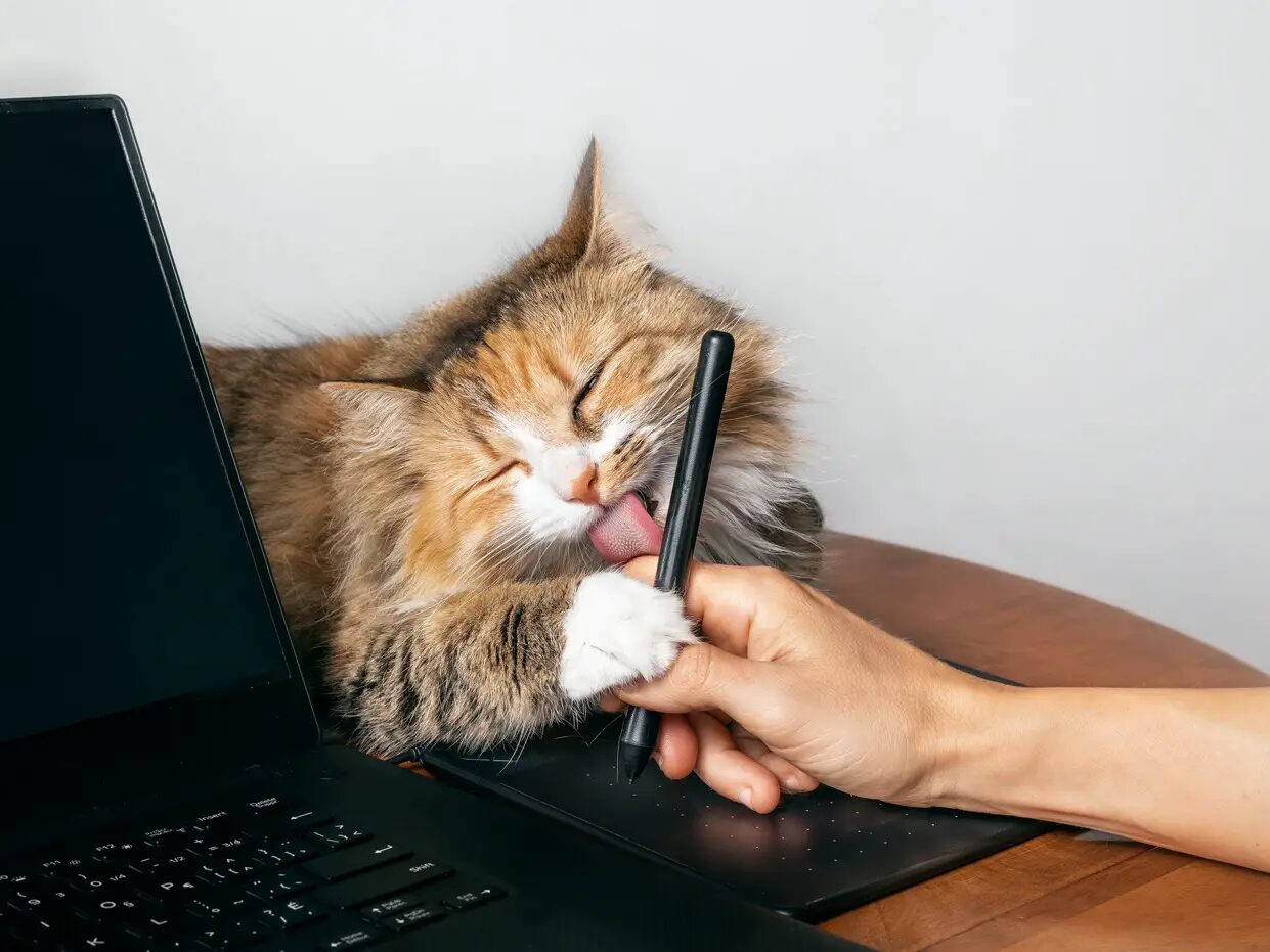 Cute cat licking hand working on a computer with a tablet pen. Torbie kitty lying next to laptop with one paw on owners hand and visible pink tongue.