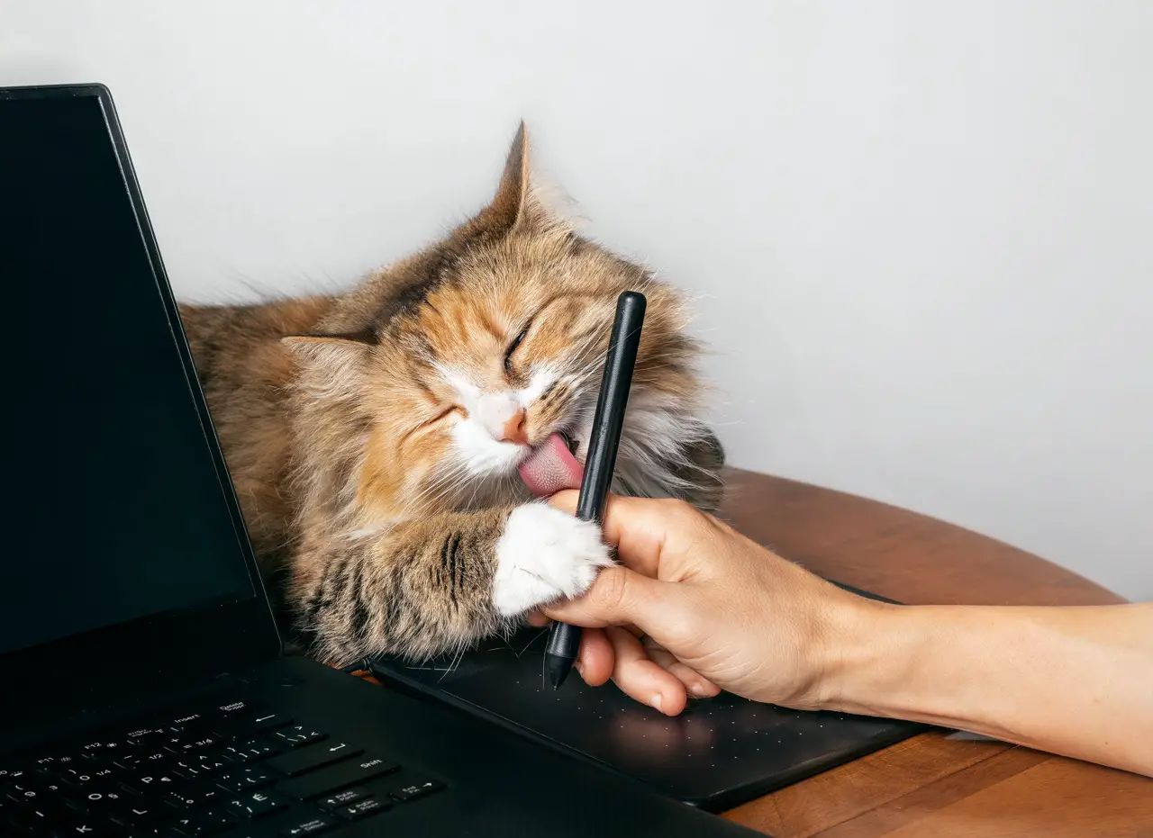 Cute cat licking hand working on a computer with a tablet pen. Torbie kitty lying next to laptop with one paw on owners hand and visible pink tongue.