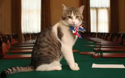 Larry The Cat from 10 Downing Street Chases Fox Away