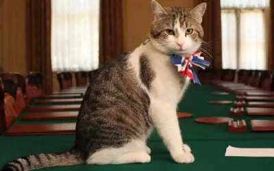 Larry The Cat from 10 Downing Street Chases Fox Away