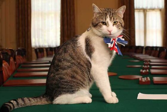Larry The Cat from 10 Downing Street Chases Fox Away