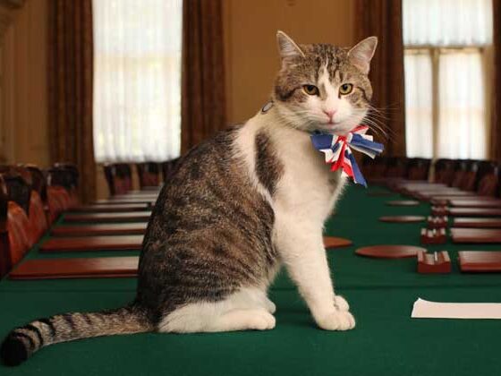 Larry The Cat from 10 Downing Street Chases Fox Away