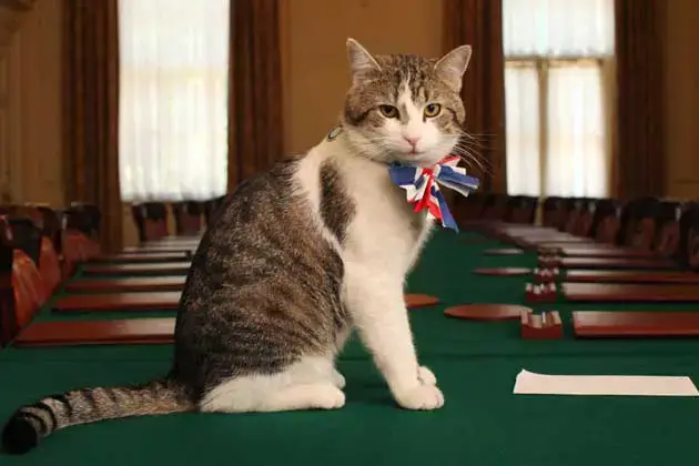 Larry the Cat, Chief Mouser at Number 10 Downing Street London Larry the Cat, Chief Mouser at Number 10 Downing Street London