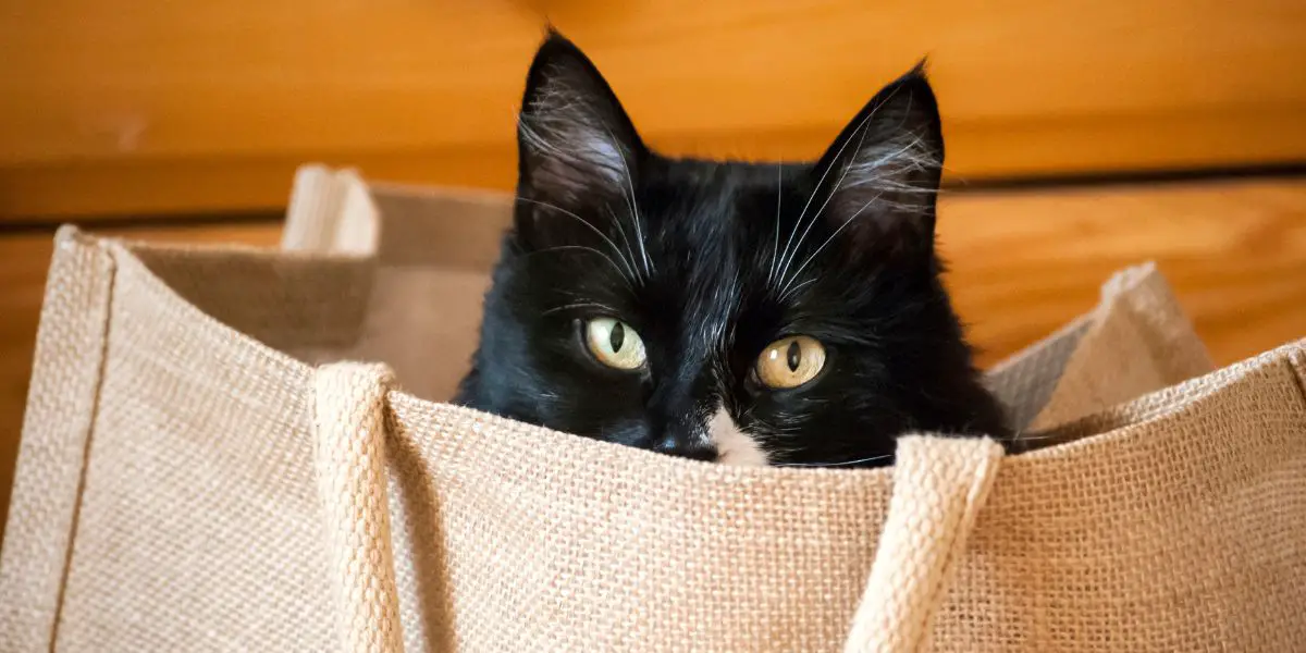 black cat in burlap shopping bag