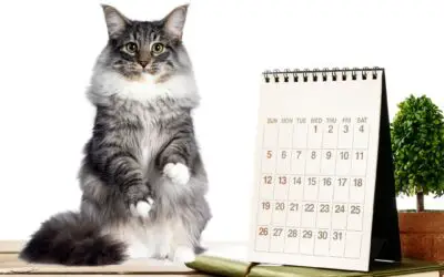 Cat Holidays 2022