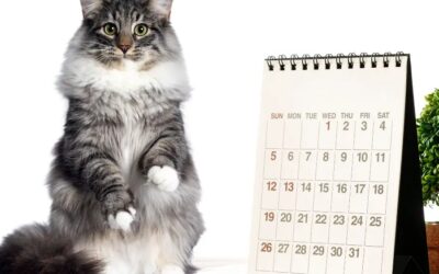 Cat Holidays 2022